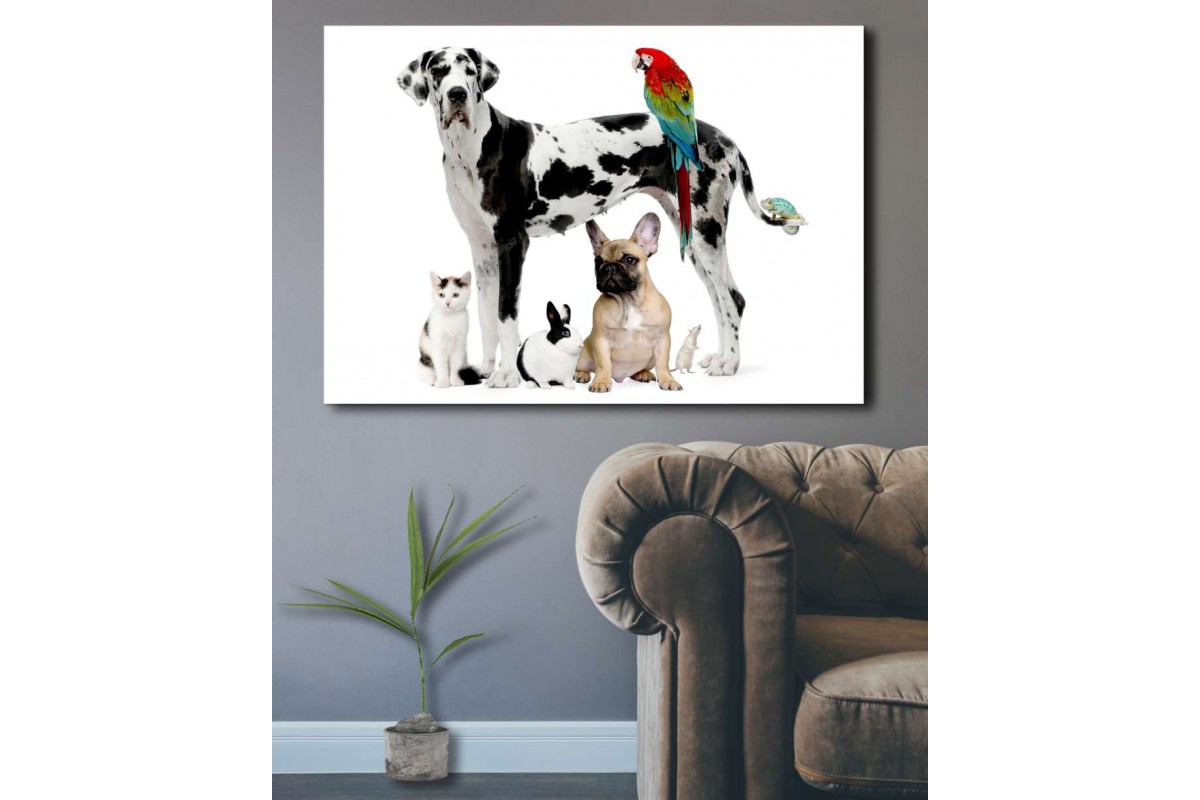 srvt2 Kedi, Köpek, Tavşan, Papağan, Hamster, Pet Shop Veteriner